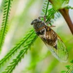 「セミの成虫は7日間しか生きない」はウソという雑学