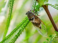 「セミの成虫は7日間しか生きない」はウソという雑学