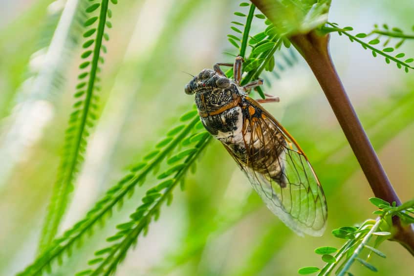 「セミの成虫は7日間しか生きない」はウソという雑学