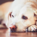 犬の目は青と黄色を認知することができるという雑学