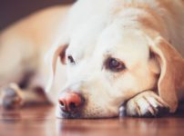 犬の目は青と黄色を認知することができるという雑学