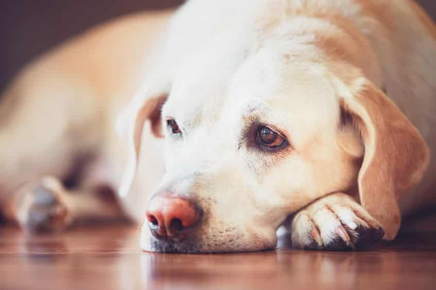 犬の目は青と黄色を認知することができるという雑学