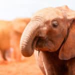 最も鼻が利く動物はゾウという雑学