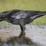 カラスは綺麗好きという雑学