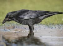 カラスは綺麗好きという雑学
