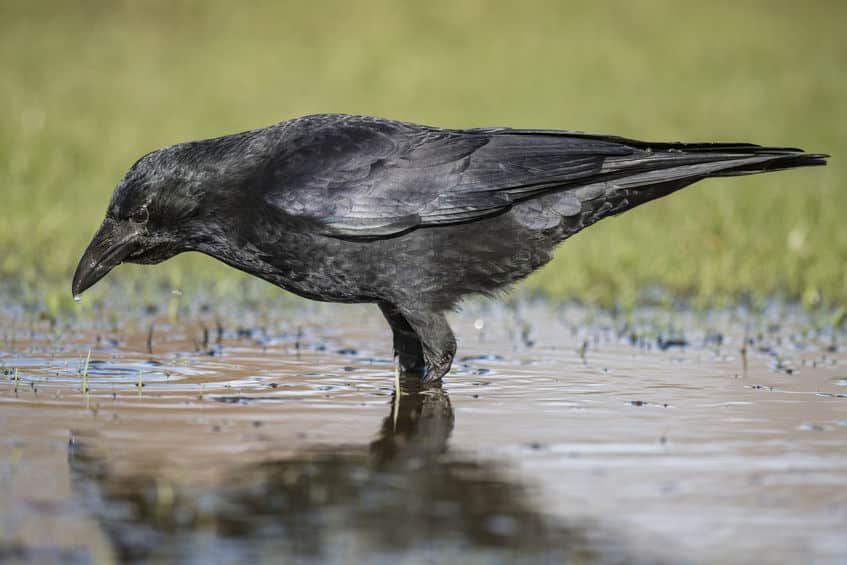 カラスは綺麗好きという雑学