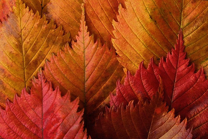 紅葉のメカニズムについてのトリビア