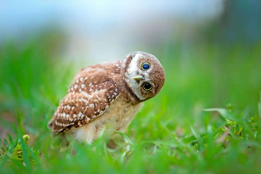 フクロウの首のヒミツは首の骨の数にあった!というトリビア