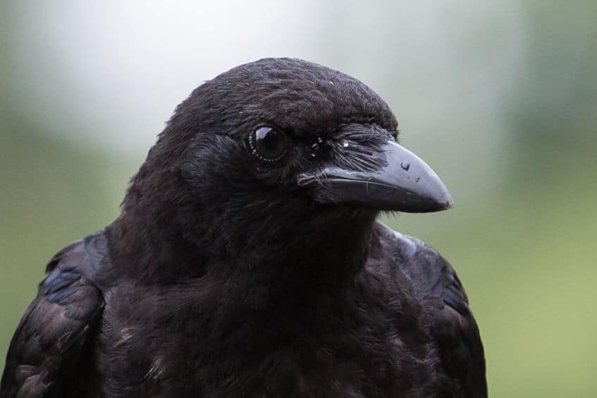 カラスは常に体を綺麗にしているというトリビア