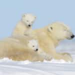 シロクマは全て「左利き」という雑学