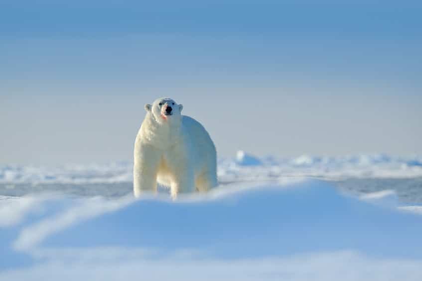 欧米では有名。シロクマは"左利き"ってホント?【動画あり】というトリビアまとめ