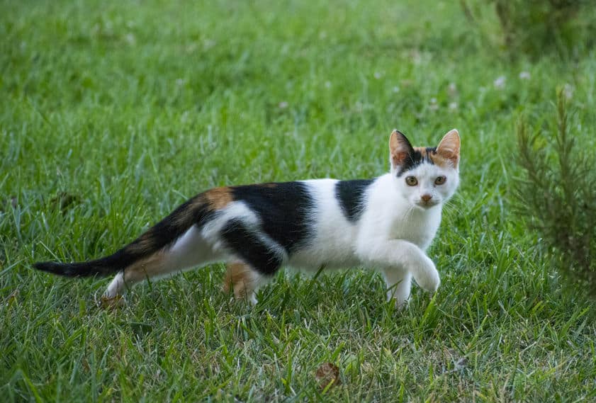 【三毛猫】理由は”染色体異常”というトリビア
