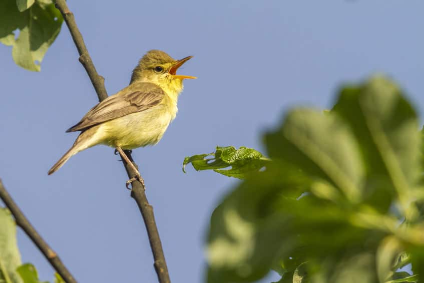 ウグイスの「ホーホケキョ」は一生懸命練習した鳴き声についてのトリビア