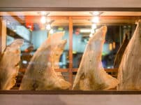 フカヒレをとったあとの鮫の憐れさに関する雑学