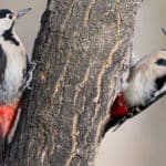 「キツツキ科」は存在するが、日本には「○○キツツキ」という鳥はいないという雑学