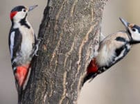 「キツツキ科」は存在するが、日本には「○○キツツキ」という鳥はいないという雑学