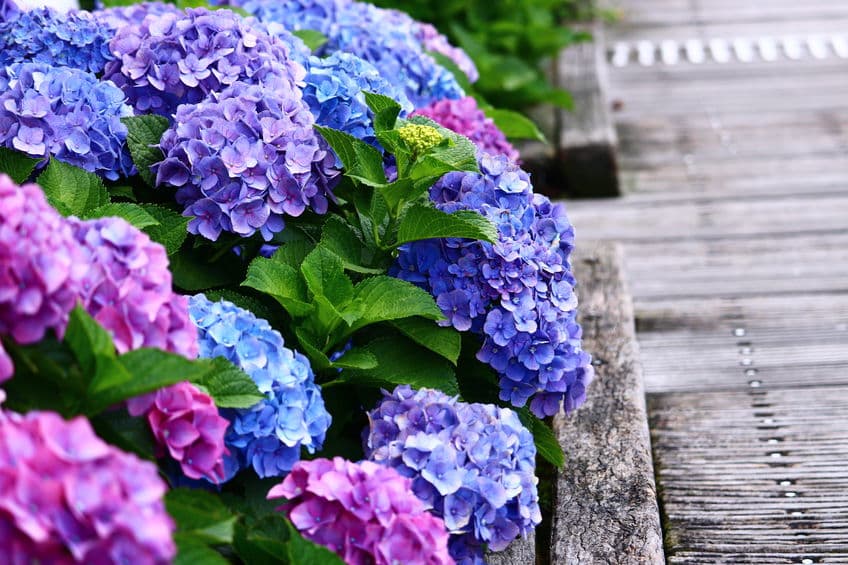 あじさいの花の色の秘密と花言葉に関する雑学まとめ