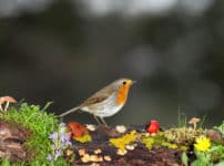 木の実がどれも派手なのは鳥にみつけてもらうためという雑学