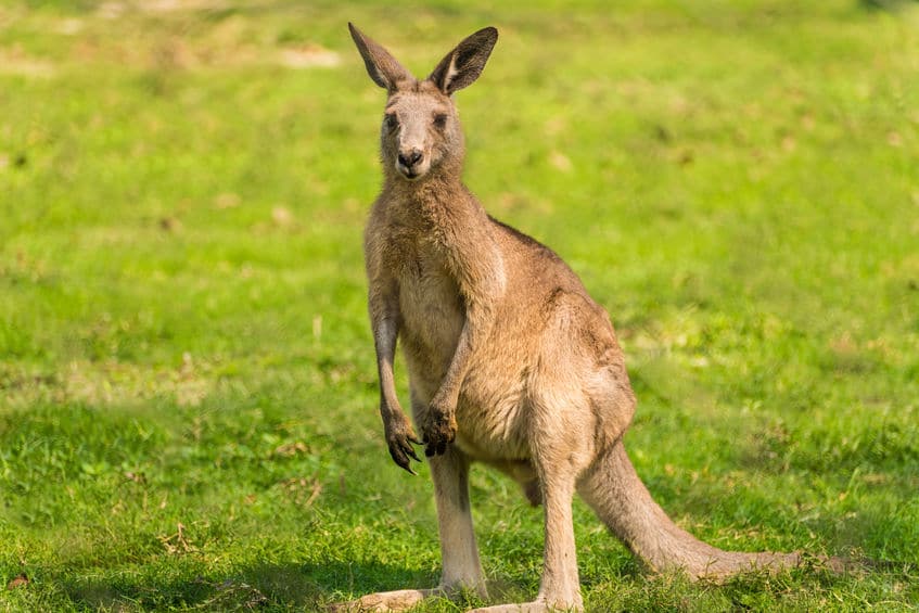 カンガルーは左利きというトリビア