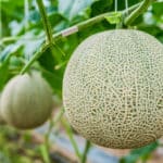 マスクメロンのマスクは香りから名付けられたという雑学