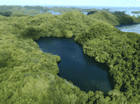 パラオにはクラゲばっかり生息している湖があるという雑学