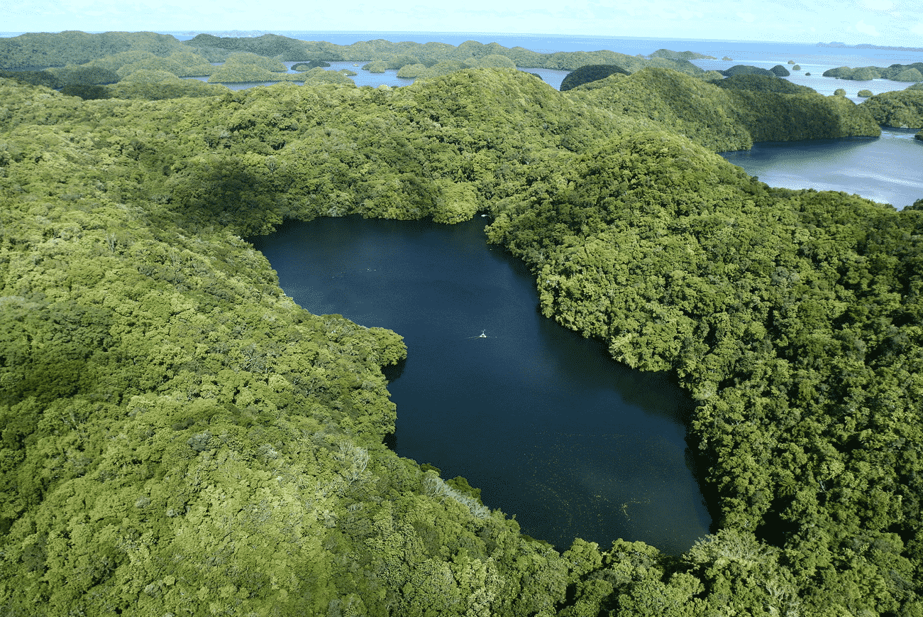 パラオにはクラゲばっかり生息している湖があるという雑学