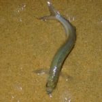 陸に上がって産卵する魚がいるという雑学