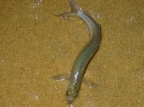 陸に上がって産卵する魚がいるという雑学