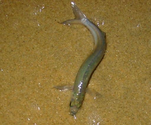 陸に上がって産卵する魚がいるという雑学
