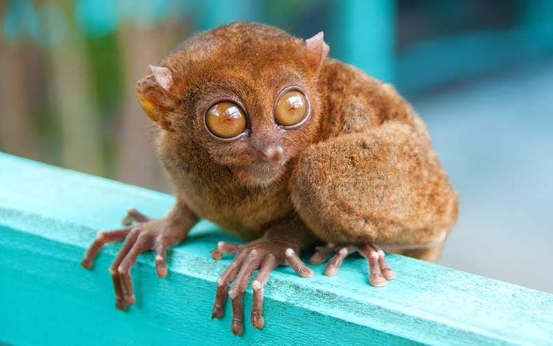 ターシャは絶滅危惧種として保護されているというトリビア