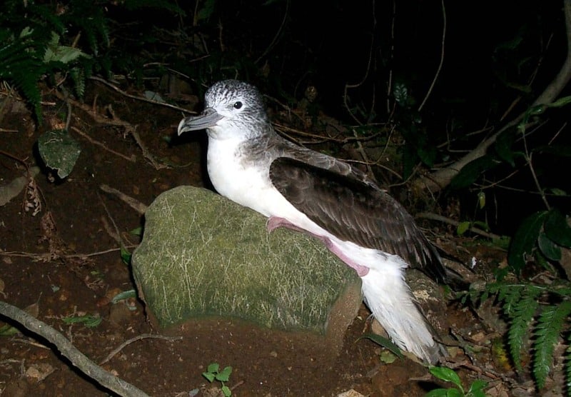 天然記念物オオミズナギドリの繁殖地でもあるというトリビア