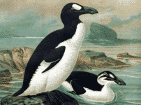 ペンギンとはもともと「オオウミガラス」という雑学
