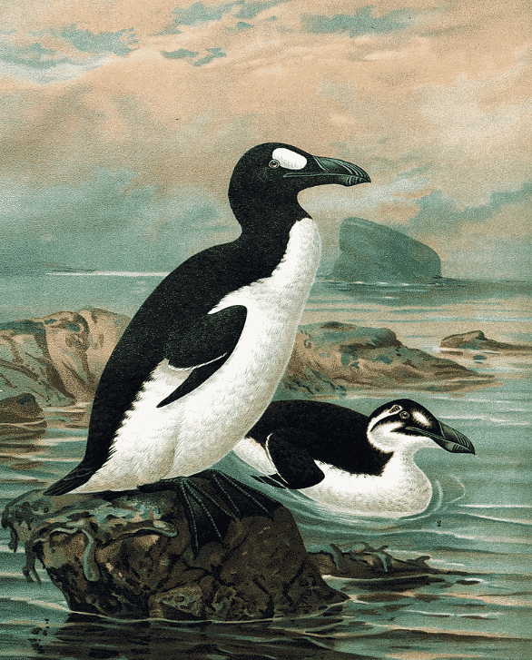 ペンギンとはもともと「オオウミガラス」という雑学