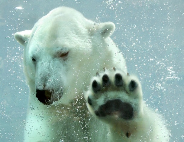 欧米ではシロクマは左利きだといわれているというトリビア