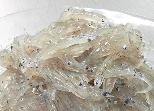 一度は食べてみたい!鮮度が命の「生しらす」についてのトリビア