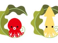 タコ・イカの雑学まとめ