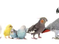 鳥類の雑学まとめ