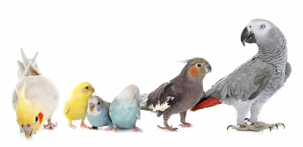 鳥類の雑学まとめ