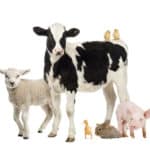草食動物の雑学まとめ