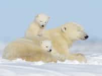 北極・南極の動物雑学まとめ