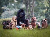 犬についての雑学まとめ