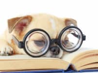 動物の雑学まとめ