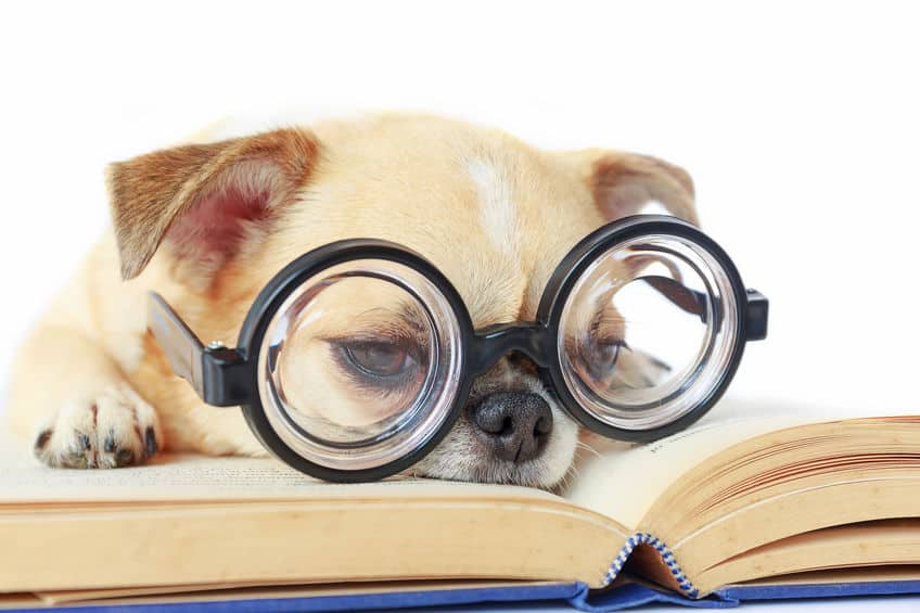 動物の雑学まとめ