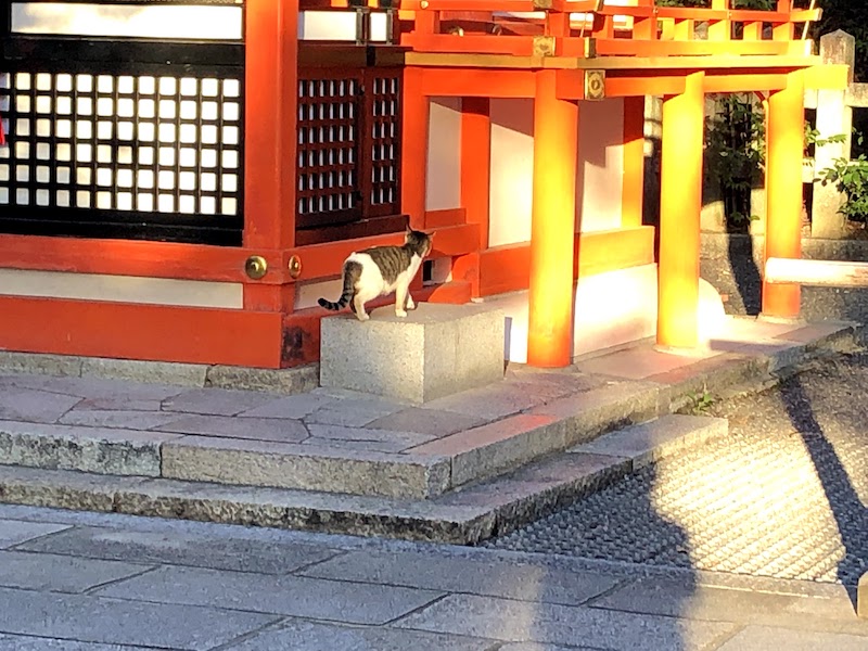 伏見稲荷大社の千本鳥居の前に猫が…