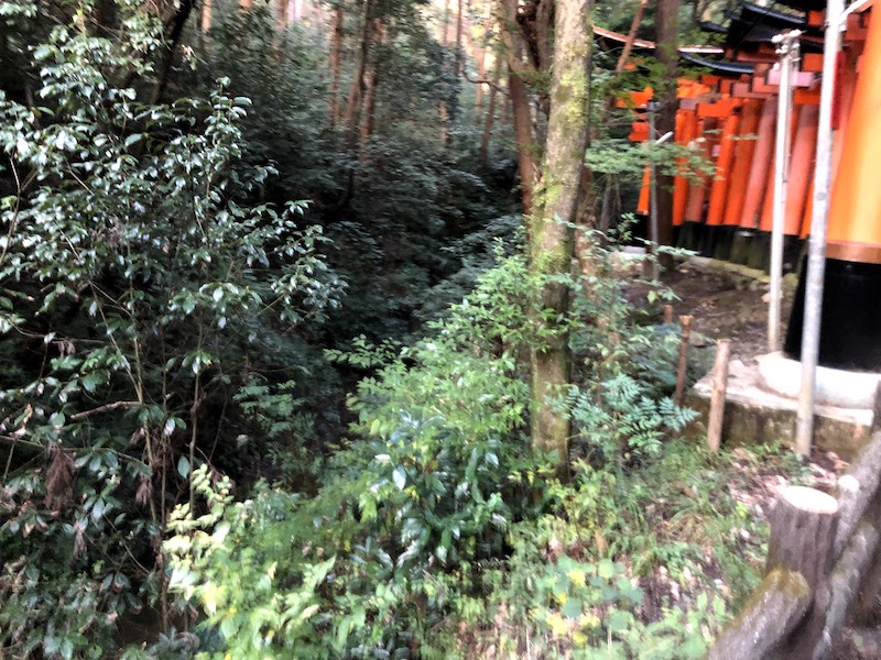 伏見稲荷大社の千本鳥居の谷
