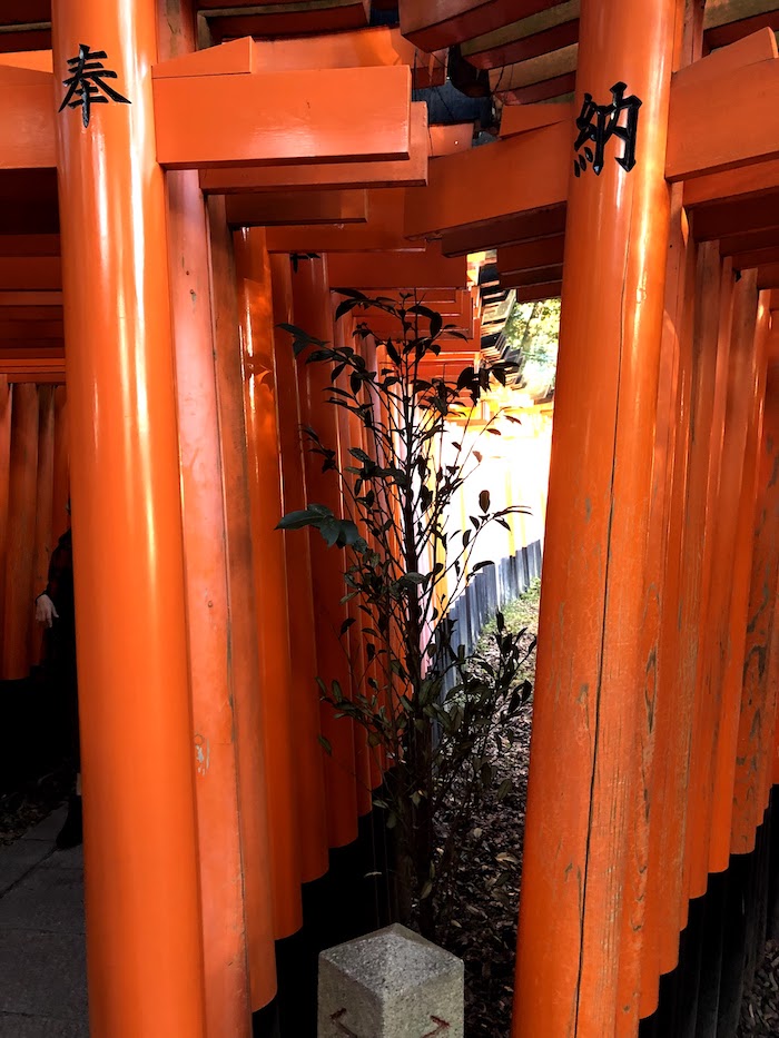 伏見稲荷大社の千本鳥居の分かれ道をアップで撮影