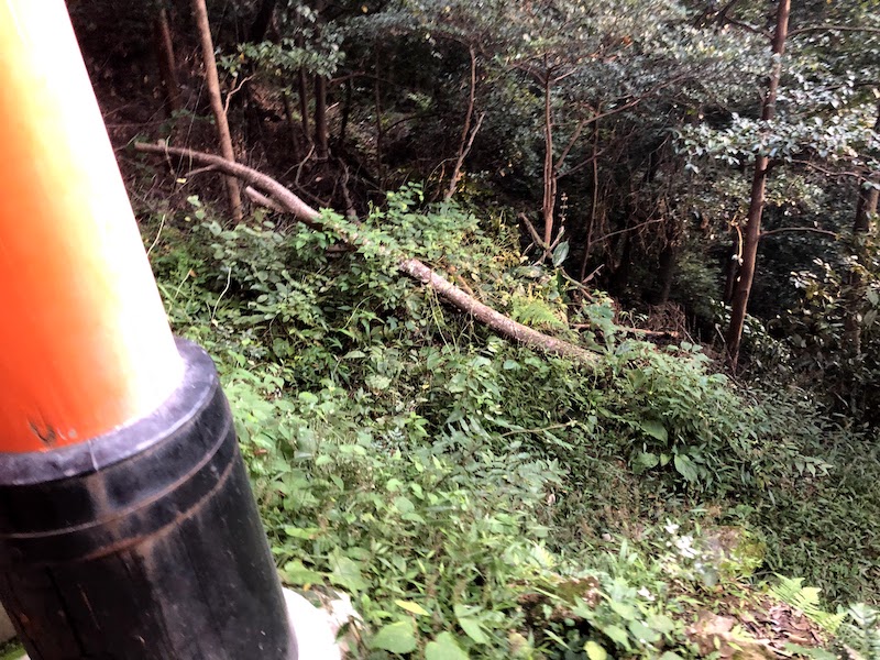 山全開の伏見稲荷大社の千本鳥居