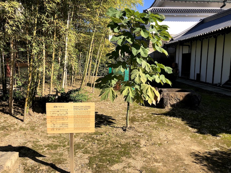 二条城の被爆アオギリ