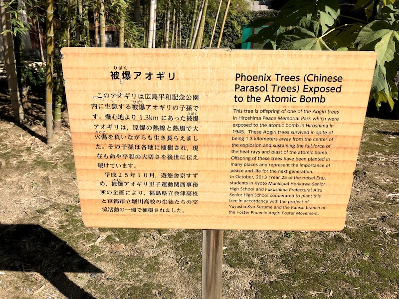 二条城の被爆アオギリの解説