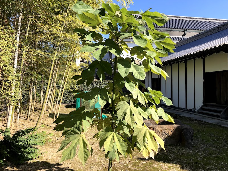 二条城の被爆アオギリの堂々とした姿